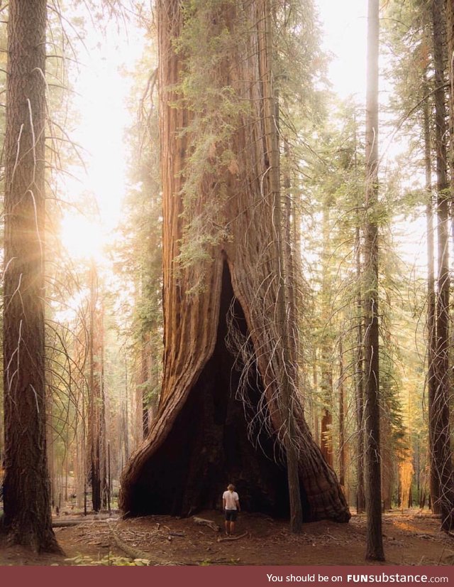 Massive tree