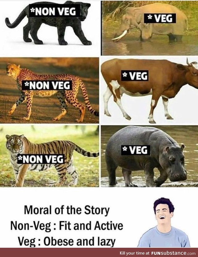 Non-vegan vs vegan