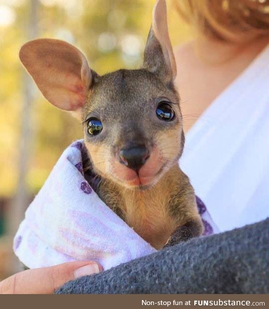 Joey, the baby wallaby
