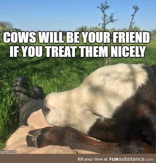 Cows will be your friend if you treat them nicely