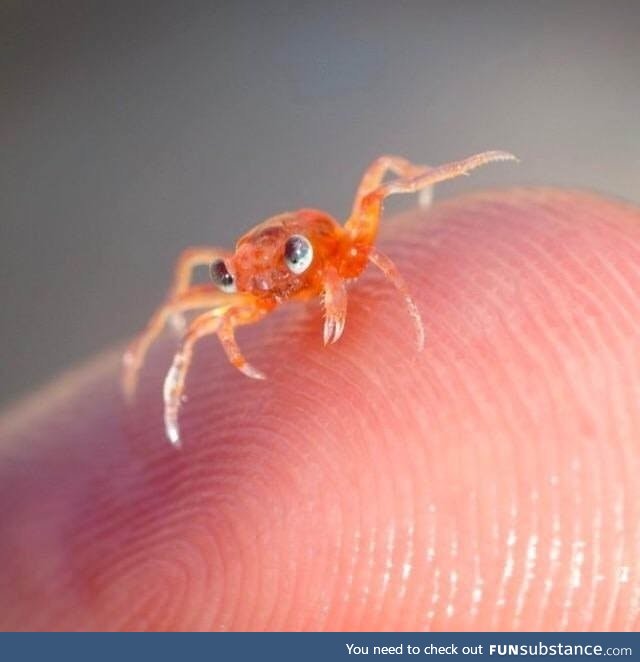 Baby Christmas Island red Crab