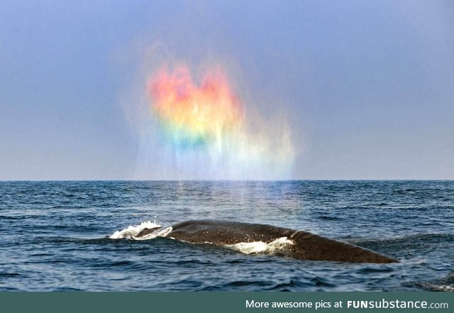 Blue whale blowing a rainbow heart