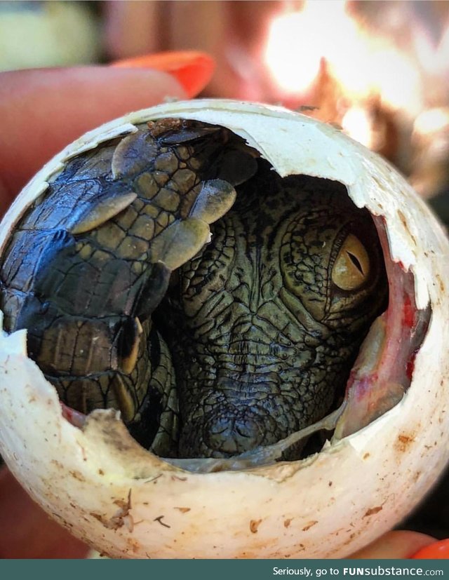 Baby crocodile hatching