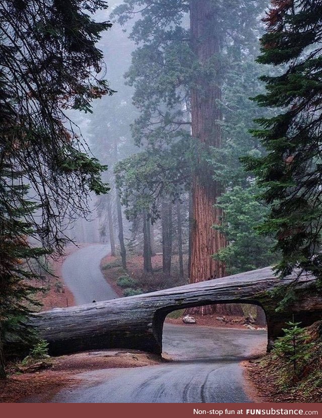 Sequoia National Park, California by Jonathan Irish