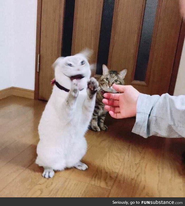 Demon being exorcised out of a cat (1973 colorized)