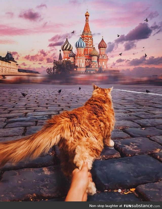 Cat in Moscow