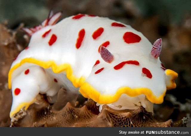 Punk rock sea slug spotted in Australi