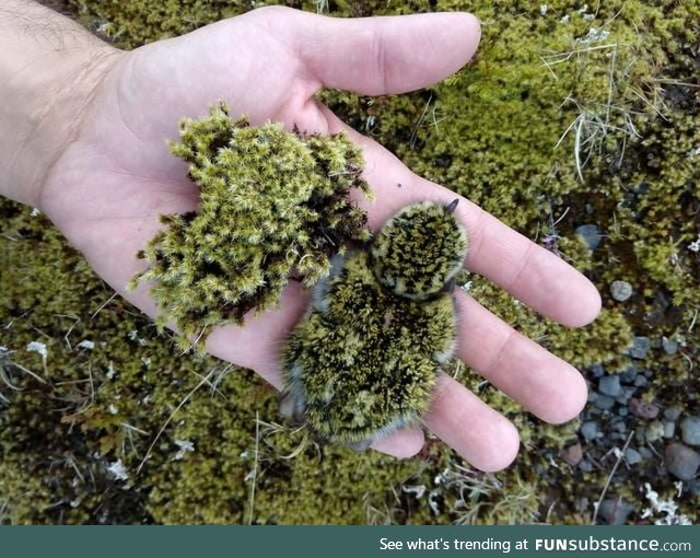 Camouflage of a golden plover hatchling