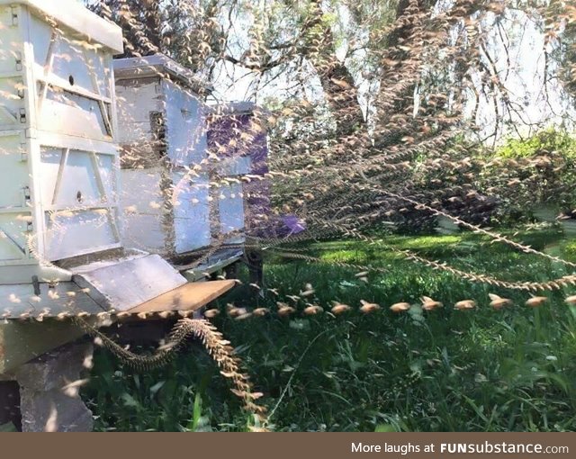 Time lapse Photo of a Beehive