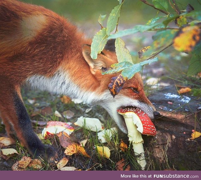 Fox eating Amanita mushroom - credit Niko Pekonen