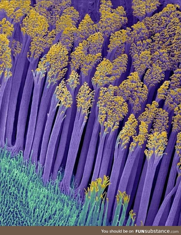 Microscopic foot hair that lets geckos stick to almost any surface
