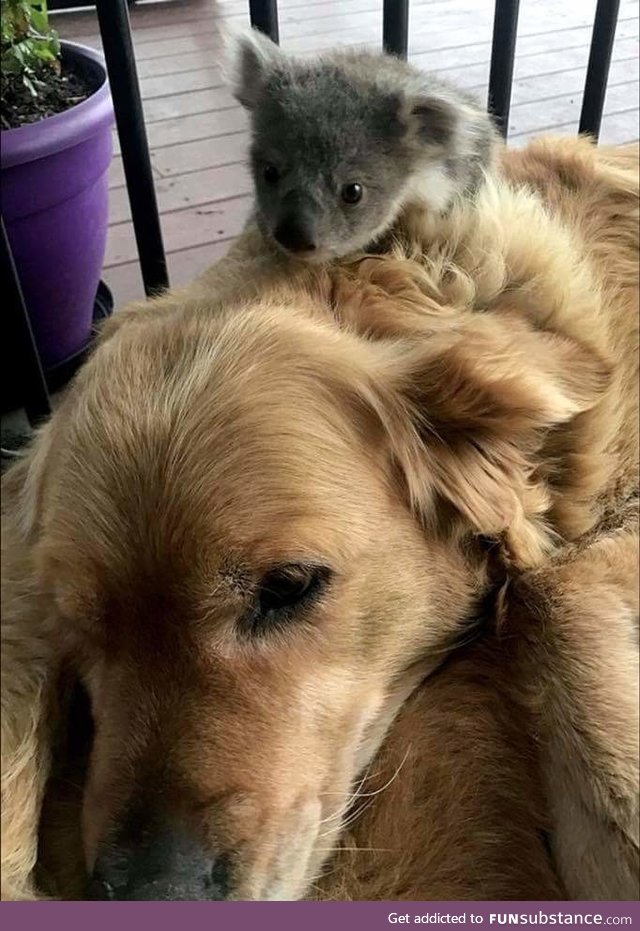 Baby koala riding a dog