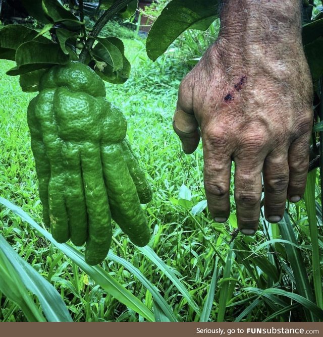 A citrus fruit called Buddha’s Hands