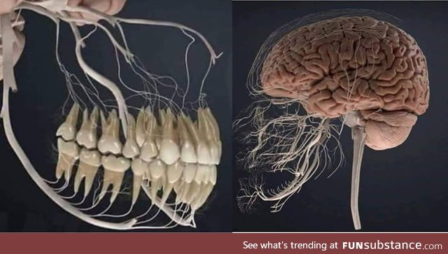 Nerves to your teeth