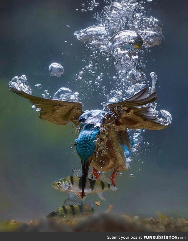 A Kingfisher's underwater hunt