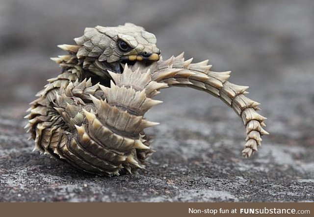 dragons are real! :)