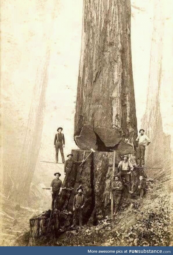 Loggers in 1880