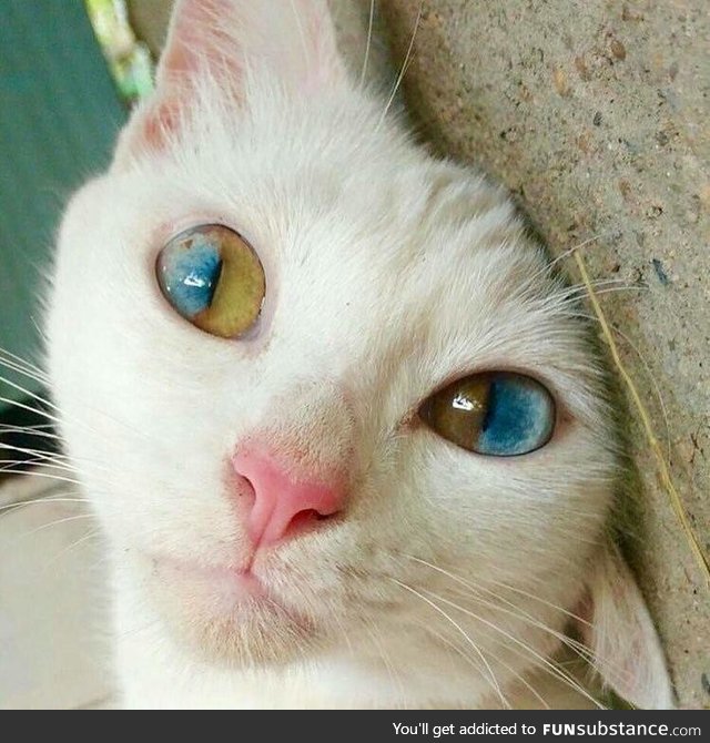 This cats eyes