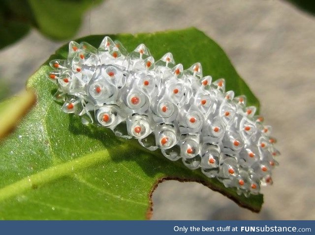 Acraga coa caterpillars translucent goo spikes