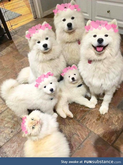 Day 24: They still think i'm one of them