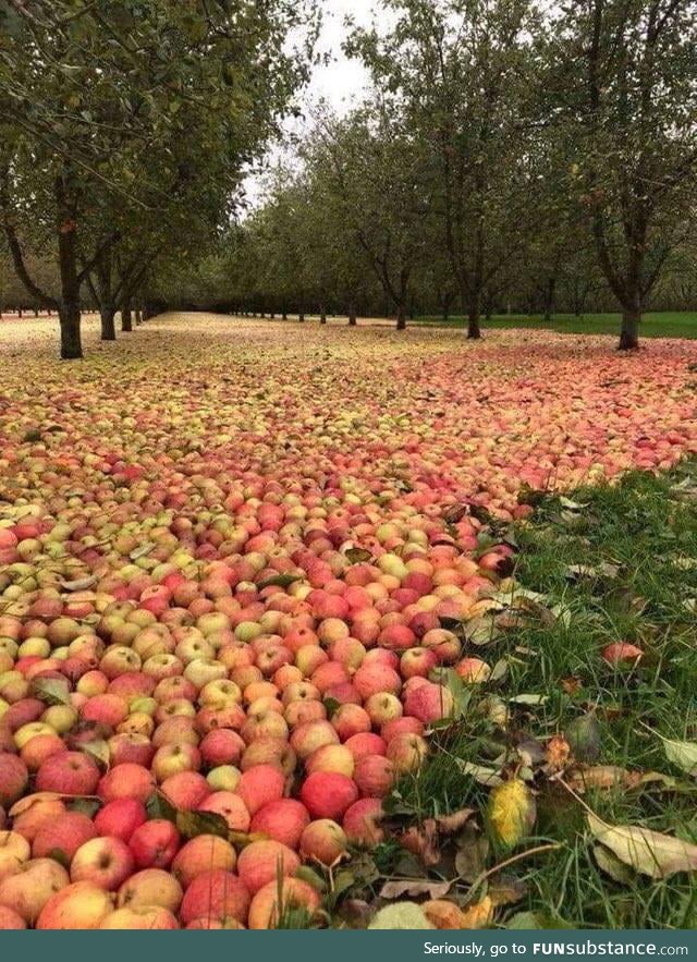 This apple field after the hurricane
