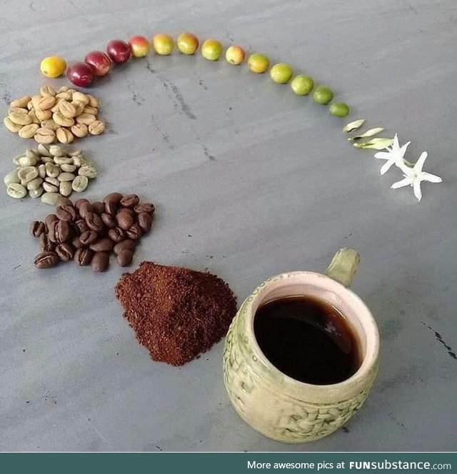 Life cycle of a coffee