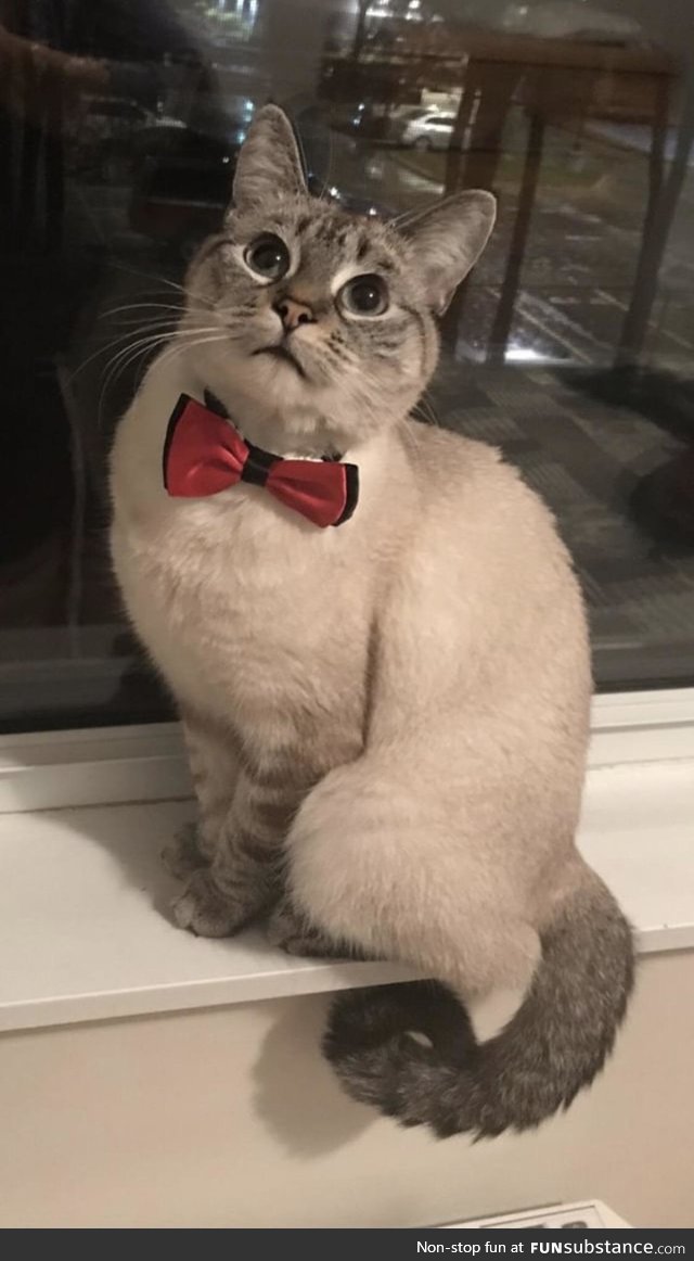 he's ready for his date :3