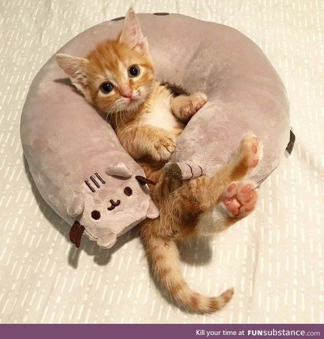 when you snuggle into your new pillow :)..