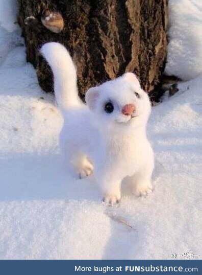 God of cuteness, little white weasel!