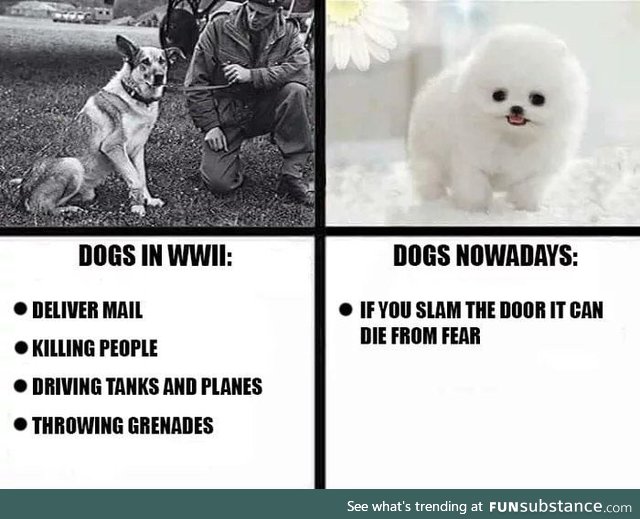 Dogs &gt; Rats