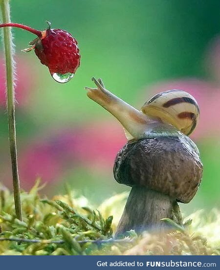 A strawberry, a snail and a mushroom