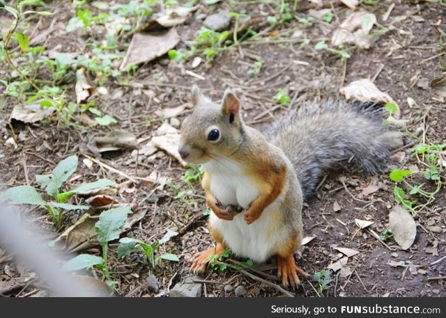 When a squirrel got better cleavage than you