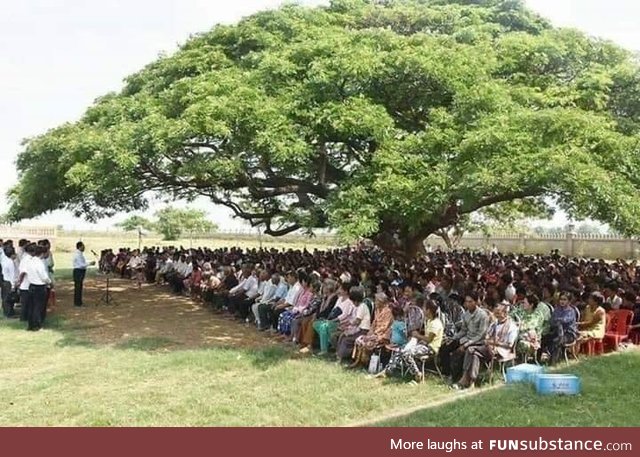 Importance of one mature tree