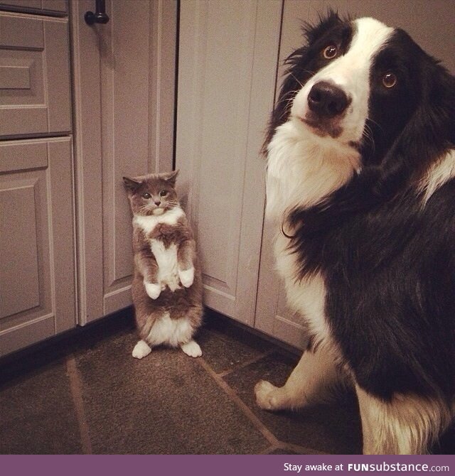 "i did nothing, i swear hooman!"