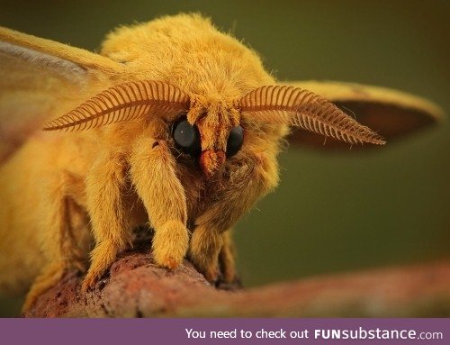 Macro photo of a moth