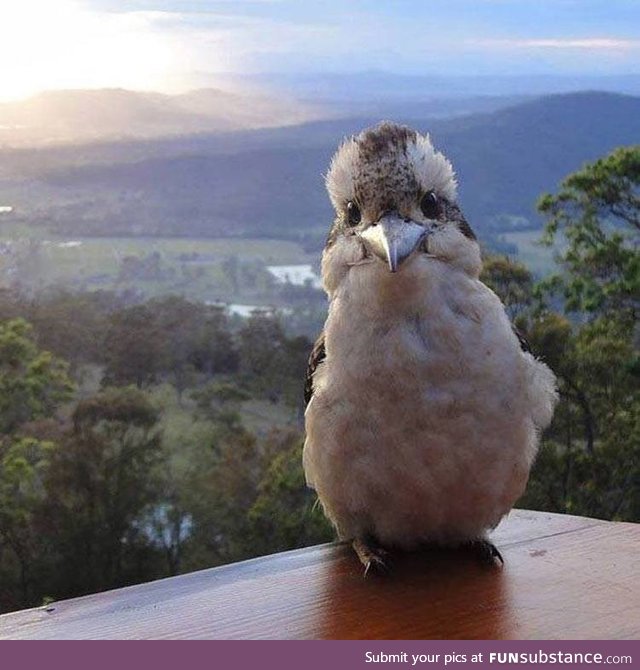 Happy kookaburra