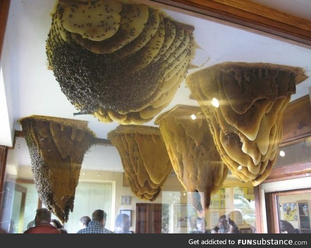 Giant hives hanging from the ceiling enclosed in a glass case with outdoor access at Home