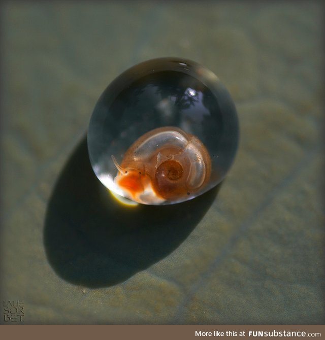 Baby snail still in its egg