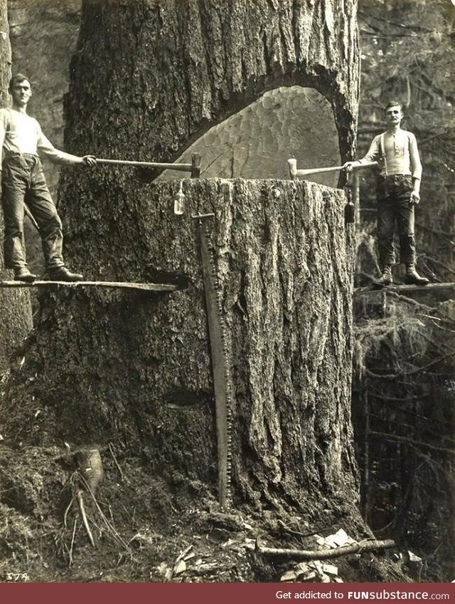 Two lumberjacks and a big tree in the Pacific Northwest 1915