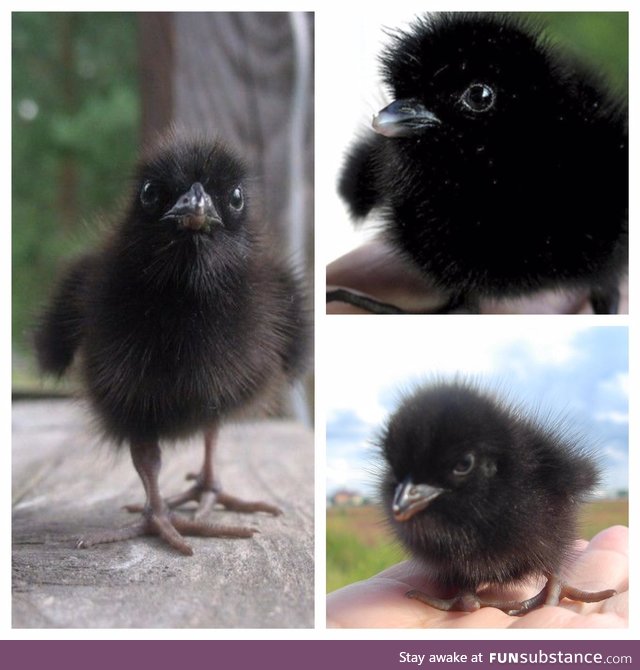 ever saw a baby crow? now you do :)