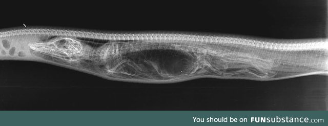 Xray of a alligator swallowed by a python