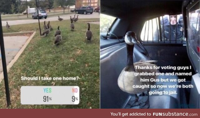 Stealing goose