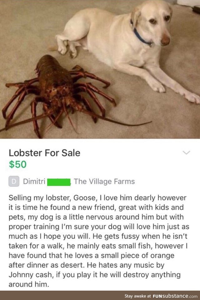 Lobster pet for sale