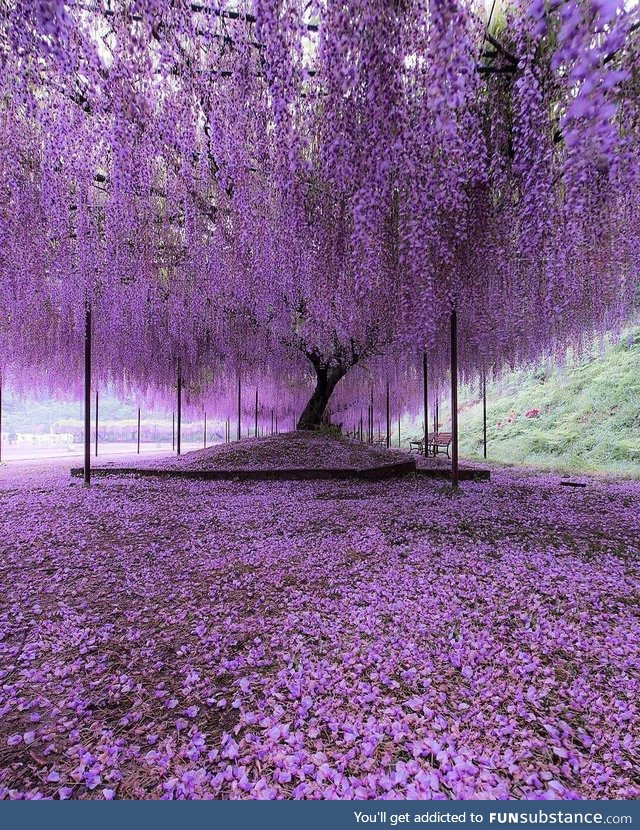Purple tree in Hyogo, Japan