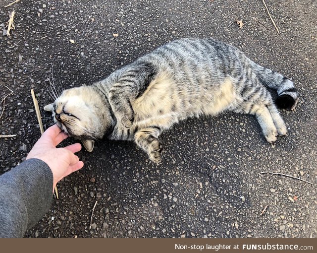 she love head scratches :)..