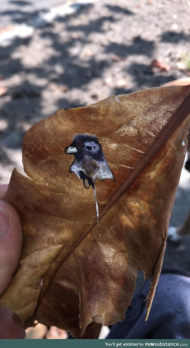 Pigeon poops portrait of itself on a leaf