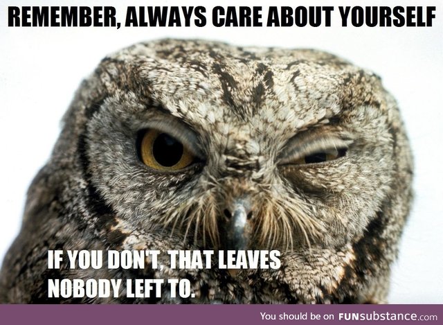 Owls are as wise as they are blunt