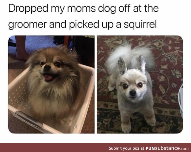 Dog to squirrel converter