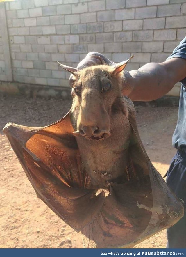 This is a hammerhead bat and is by far the creepiest animal I've seen