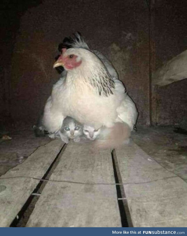 Momma hen looking after stray kittens during a thunderstorm